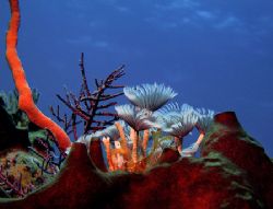 A tubeworm still life from the Bahamas. by Jean Noren 